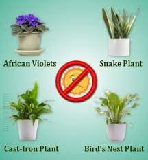 Indoor plants that don t need a lot of sunlight. Indoor Plants That Don T Need Sunlight Plants Houseplants Indoor Indoor Plants
