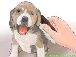 How To Take Care Of A Beagle Puppy With Pictures Wikihow
