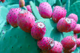 It does so by decreasing the absorption of sugar in. Mexican Nopal Cactus Seen As A Healthy Functional Food Across Latin America