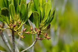 Image result for Rhizophoraceae