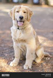 We did not find results for: Golden Retriever Puppy Image Photo Free Trial Bigstock