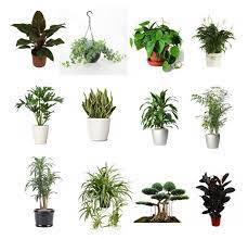 If The Some Of The Plants In The Order Are Not Available Or Can Not Ship In Certain Season We Will Substitute Air Cleaning Plants Plants Best Indoor Plants