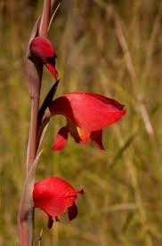 Image result for Gladiolus dalenii