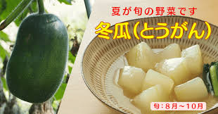 冬瓜（とうがん）は、簡単に調理できておいしい夏野菜です｜生駒市公式note