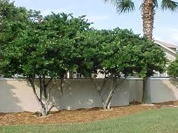 Ligustrum Japonicum Wax Leaf Ligustrum Great As Hedge Privacy Screen Or Multi Trunked Small Tree S Backyard Plants Privacy Landscaping Backyard Landscaping