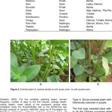 Image result for Justicia tenella