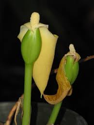 Image result for Remusatia