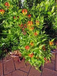 Image result for Gloriosa superba