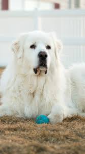 Great Pyrenees Myth Or Fact Its Dog Or Nothing