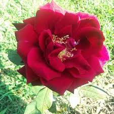 Hand embroidery fantasy flower design , very beautiful flower design. So Very Beautiful Flowers And Roses Photos Facebook