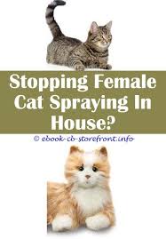 15 All Time Best Herbs To Stop Cat Spraying De 8