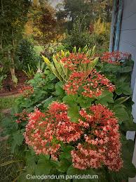 Image result for Clerodendrum rotundifolium