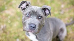 The cane corso facts, training, history, movies, opinions ect.✔ #canecorsorule #canecorsoforlife #canecorsolovers #canecorso #canecorsosofinstagram #crazycanecorsolady #crazydoglady. Cane Corso Mixes 11 Very Unusual Different Crossbreeds