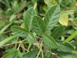 Image result for Desmodium incanum