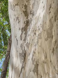 Image result for Caesalpinia ferrea