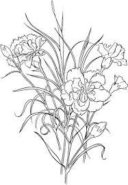 Dianthus 1 Coloring Page Super Coloring Flower Coloring Pages Coloring Pages Free Coloring Pages