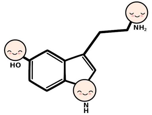 Serotonina: o que é, função, como aumentar - Mundo Educação