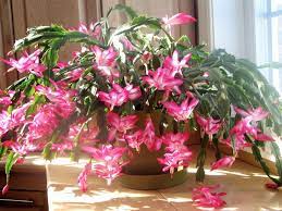 Watering is another tricky subject with christmas cactus. Cut Back On Watering Christmas Cactus During Late Fall Cape Gazette