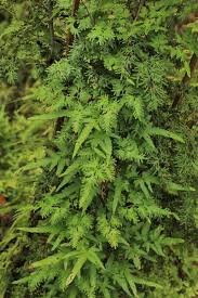 Image result for Lygodiaceae