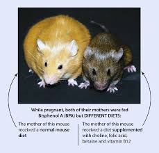 Hamster picture 835 1000 jpg / two communication lessons to be learned from the late. A Nutritional Genomics Approach To Epigenetic Influences On Chronic Disease Springerlink