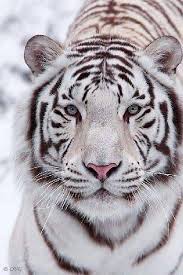 The poor are so desperate that they are willing to do almost anything to make it out of poverty. Herzlich Willkommen Auf Meinem Blog Fantasy Einhorn Gifs Schone Bilder Viel Freude Damit Tiger Pictures White Tiger White Bengal Tiger