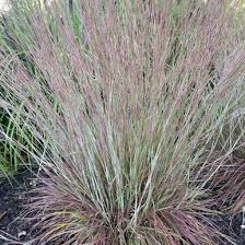 Image result for Schizachyrium brevifolium