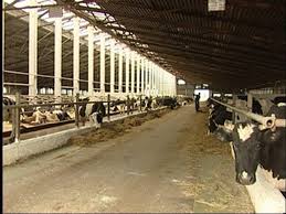 А много ль корова дает молока? watch online