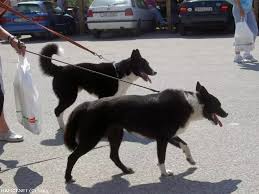 Image result for karelský medvědí pes