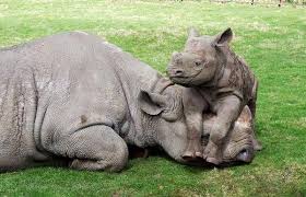 Call Mom Taxi 4 Outta Gas Animals Cute Animals Cute Baby Animals
