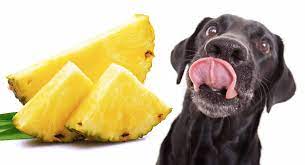 Sausage, apples, potatoes, garlic, bananas and more. Feeding A Dog Tips Does Your Dog Eat Pineapple Cats And Dogs Rock