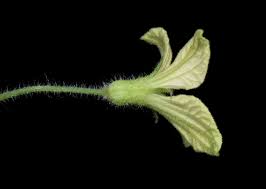 Image result for Cucumis hirsutus