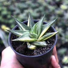 Image result for Haworthia limifolia