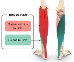 A pulled calf muscle causes sudden pain in the back of the lower leg. Triceps Surae Muscle Wikipedia