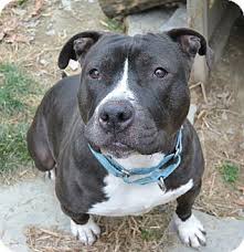 Methods and mortality results of a health survey of purebred dogs in the uk, journal of small animal practice. American Bulldog Mixed With Pitbull Terrier Online