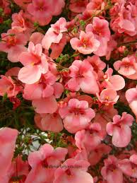 Snapdragons, petunias, and sweet alyssum are other popular winter choices. 28 Winter Annuals For Florida Ideas Annual Flowers Tropical Plants Plants