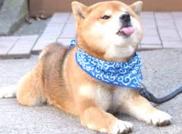 Damit macht der coin mit dem grenzdebilen shiba inu hund im logo satte 12 prozent innerhalb der letzten 24 stunden gut. Deswegen Sind Dogecoins Kursverlaufe Trotz Inflation So Gut Coin Kurier