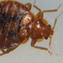 Long beach island is a utopia for beach lovers, courting couples, families, partygoers and surfers. Long Beach Island Nj Pest Control Termite Control Ozane Com