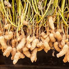 Image result for Arachis hypogaea