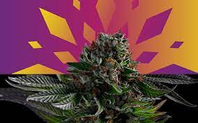 Mimosa Aka Purple Mimosa Marijuana Strain Information Leafly