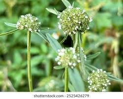 Image result for Spermacoce latituba