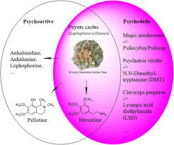 To extract in water one needs to mash the cactus and boil for several hours. The Fourfold Discovery Of Mescaline 1896 1919 Springerlink