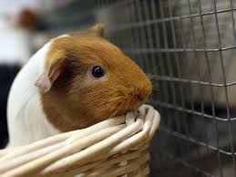 Maybe you would like to learn more about one of these? Introduction To Guinea Pig Species