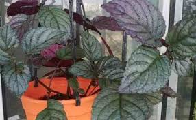 You want a couple of inches of stem to be able to sit in the water. How To Grow Purple Waffle Plant Hemigraphis Alternata Gardening Channel