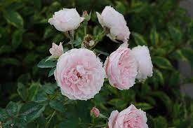 Morden Blush Rose Rosa Morden Blush At Dutch Growers Garden Centre Shrub Roses Blush Roses Rose