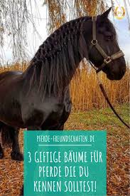 giftige baume fur pferde pferde pferdeliebe giftige pflanzen