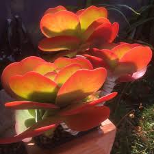 Maybe you would like to learn more about one of these? Kalanchoe Thyrsiflora Bronze Crete Lodge Exotic Garden Facebook