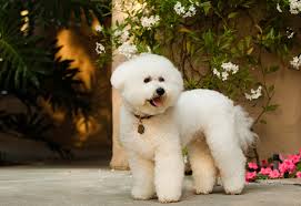 20 Of The Cutest White Dog Breeds Reader S Digest