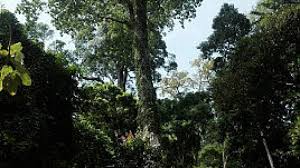Jerai (gunung jerai), kanjapiniran, all are united. Kedah To Showcase Jerai Range And The Bujang Valley As Tourist Attractions