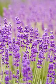 5 Facts About Lavender That Will Make You Love This Fragrant Herb Even More Lavender Varieties Flowers Perennials Shade Flowers