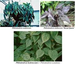 Image result for Synsepalum muelleri